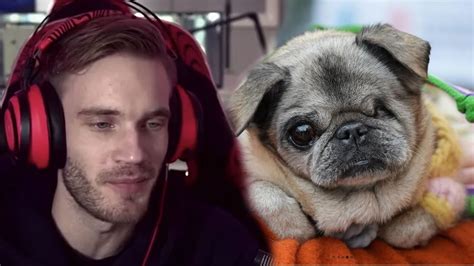 maya pug|maya pewdiepie.